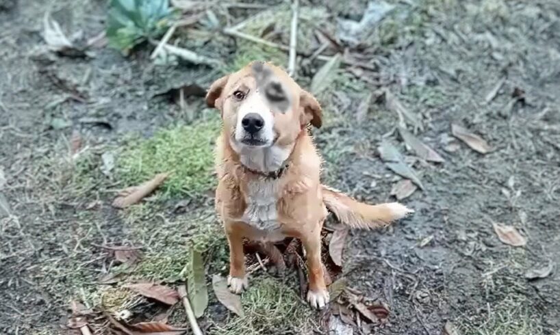 Punished by his owner for going out, the dog with a bruised face begged for help