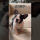 Puppies crying compilation - saddest French Bulldog puppies 😭 #shorts #puppy #dogs #pets  #viral