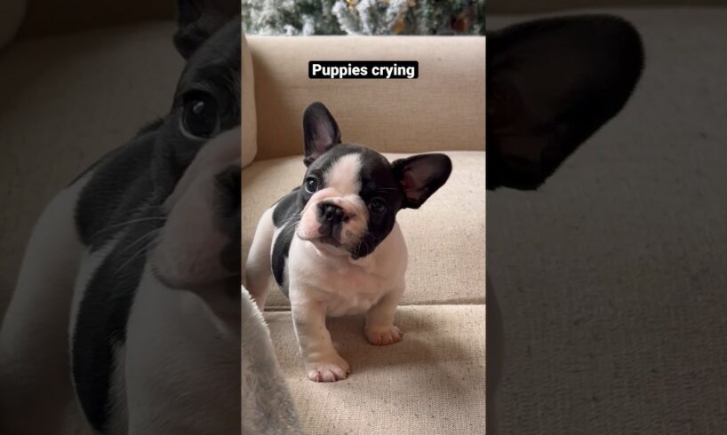 Puppies crying compilation - saddest French Bulldog puppies 😭 #shorts #puppy #dogs #pets  #viral