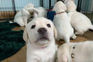 Puppy Cam Livestream REPLAY! 6 Cute Lab Puppies Charlie Brown & Linus #puppy #labrador #cutepuppies