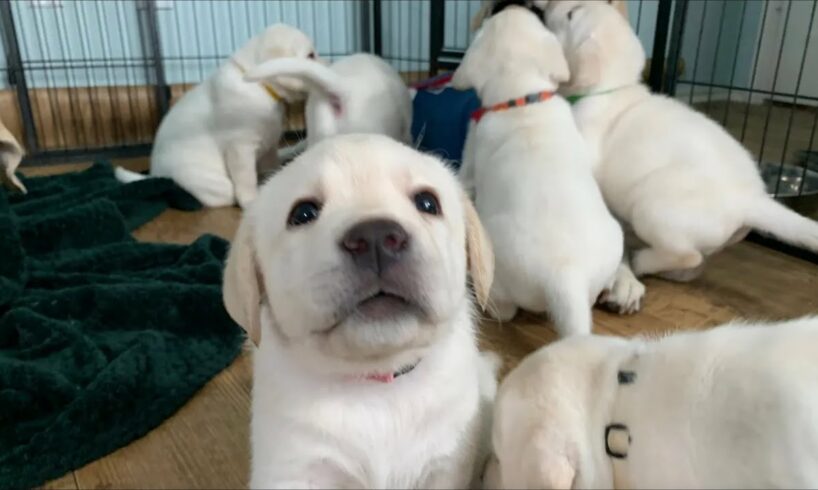 Puppy Cam Livestream REPLAY! 6 Cute Lab Puppies Charlie Brown & Linus #puppy #labrador #cutepuppies