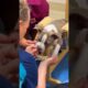 Puppy Whose Legs Splayed Out Is Determined To Learn To Run | The Dodo