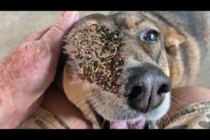 Removing Monster Mango worms From Helpless Dog! Animal Rescue Video 2023 ^ #homeless #dogs #108