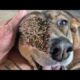 Removing Monster Mango worms From Helpless Dog! Animal Rescue Video 2023 ^ #homeless #dogs #108