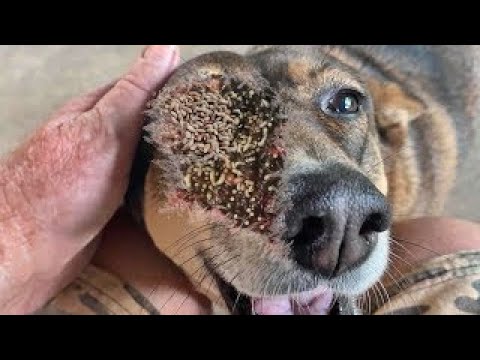 Removing Monster Mango worms From Helpless Dog! Animal Rescue Video 2023 ^ #homeless #dogs #108