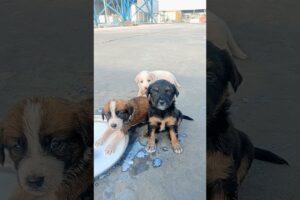 Rescue Abandoned Puppies 😭#shorts #rescue #puppies #abandonedpuppy #saveanimals #cutepuppies #viral