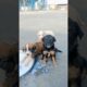 Rescue Abandoned Puppies 😭#shorts #rescue #puppies #abandonedpuppy #saveanimals #cutepuppies #viral