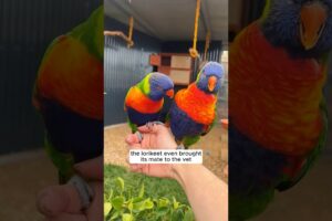 Rescue the lorikeet in critical condition #shorts