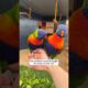 Rescue the lorikeet in critical condition #shorts