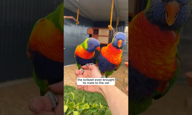 Rescue the lorikeet in critical condition #shorts