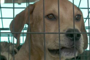 Rescued animals from LA flooding coming to Ohio