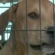 Rescued animals from LA flooding coming to Ohio