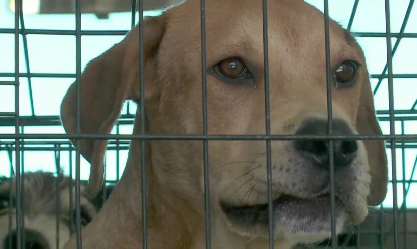 Rescued animals from LA flooding coming to Ohio