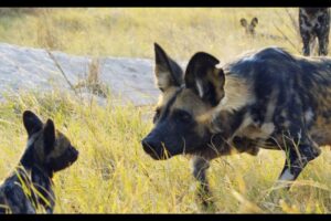 Robotic Spy Puppy Meets Wild Dogs