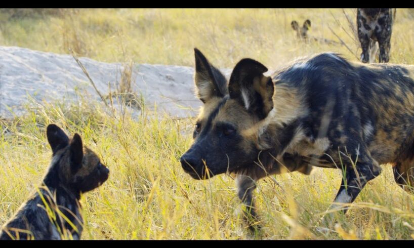 Robotic Spy Puppy Meets Wild Dogs