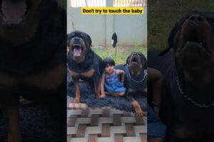 Rottweiler with baby | dog shorts | #shorts #short #viral #dog