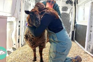 Sheep Rescued After 10 Years Jumps To New Family | Cuddle Buddies