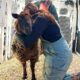 Sheep Rescued After 10 Years Jumps To New Family | Cuddle Buddies