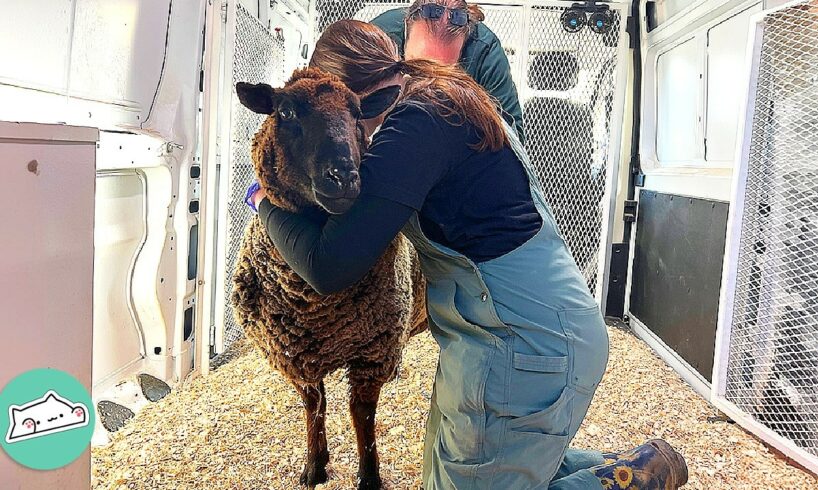 Sheep Rescued After 10 Years Jumps To New Family | Cuddle Buddies