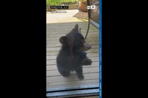 #Shorts Three bear cubs play around on North Carolina deck