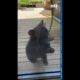 #Shorts Three bear cubs play around on North Carolina deck