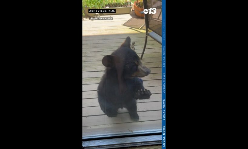 #Shorts Three bear cubs play around on North Carolina deck