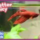 Sick Fish Who Can Barely Swim Needs Our Help! | Dodo Kids | All Better