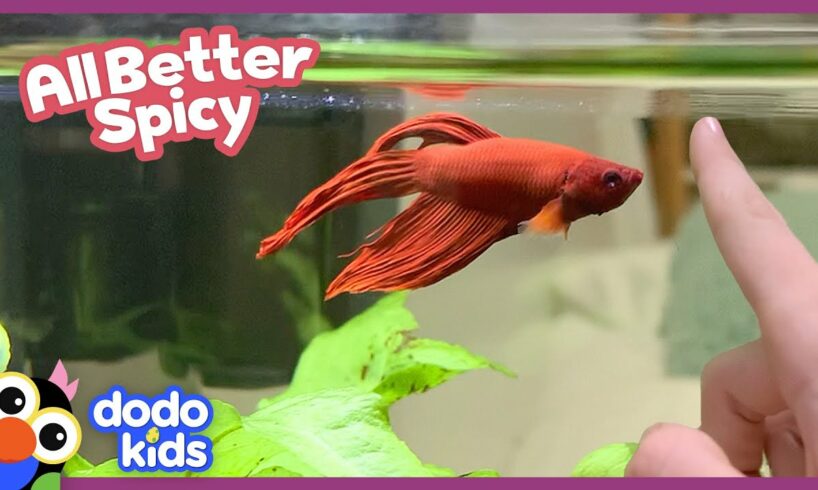 Sick Fish Who Can Barely Swim Needs Our Help! | Dodo Kids | All Better