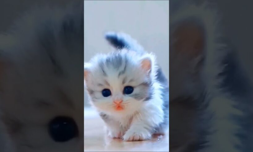 So cute kitten #shorts #cat #kitten #animals #catlover