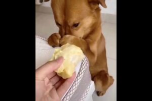 Soo Cute Puppies😍 Tik Tok Mini 😍 Funny Pets Videos 😍❤️ #shorts #dog #pet