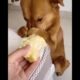 Soo Cute Puppies😍 Tik Tok Mini 😍 Funny Pets Videos 😍❤️ #shorts #dog #pet