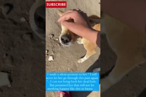 Street Dog Rescued // Stray Dog rescue // Dogs recovery ❤