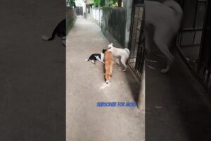 Street dog fights over discarded chicken scraps. #angrydogs #streetdogs #stray #shorts #dogfights