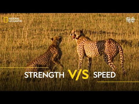 Strength V/S Speed | Animal Fight Club |  हिन्दी | Full Episode | S1 - E8 | National Geographic