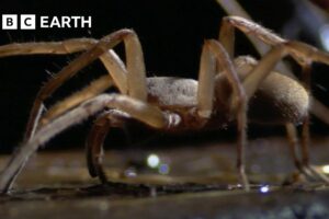 Subterranean Spiders Survive in Total Darkness | South Pacific | BBC Earth