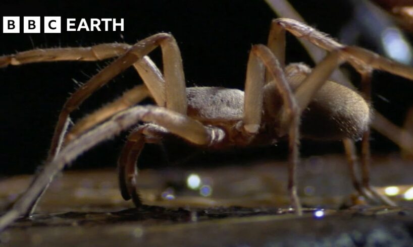 Subterranean Spiders Survive in Total Darkness | South Pacific | BBC Earth