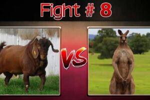 THE 10 EXTREME CRAZY ANIMAL FIGHTS