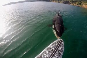 TOP TEN Killer Whale (Orca) Encounters Caught On Tape