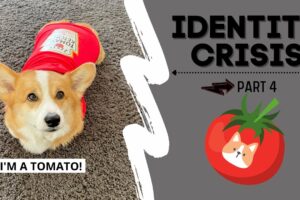 Talking Dog Thinks He is a TOMATO! #shorts #corgi