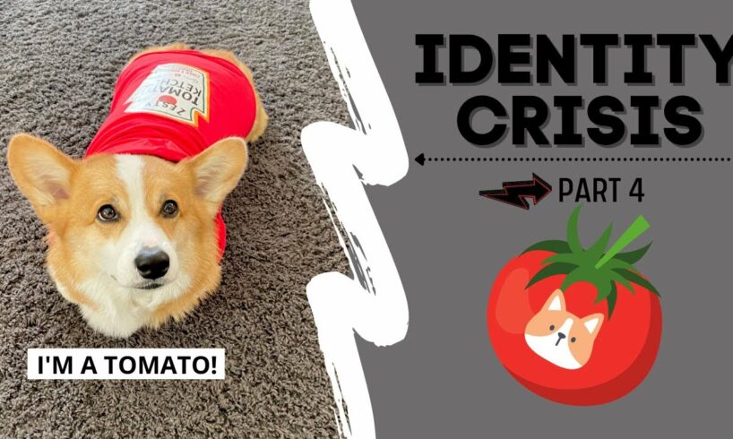 Talking Dog Thinks He is a TOMATO! #shorts #corgi