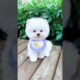 Teacup Dog Price In India | Cute Puppies Shorts Video #viral #shorts #video #cutedog #rajesh5g #cute