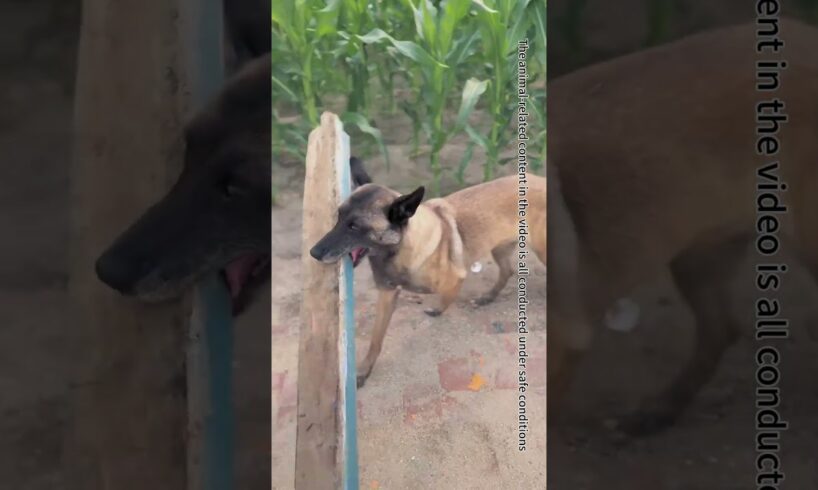 The Car Unexpectedly Rolled Away, And The Emergency Rescue Dog Acted Smarter Than Humans#Shorts