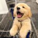 The Cutest Puppies will Make us LAUGH no matter what!