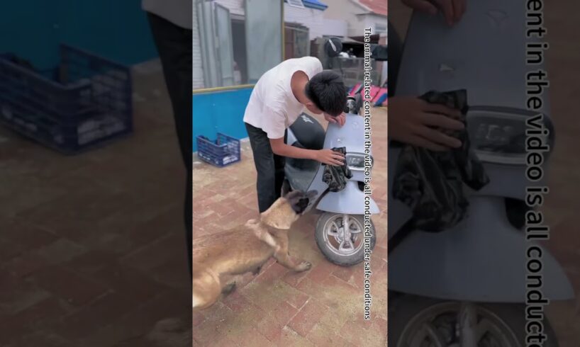 The Puppy Was Trapped, And The Emergency Rescue Dog Was Smart Enough To Rescue It#Shorts