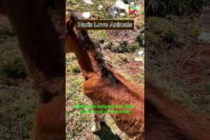 The Sincerity of a Horse Mother, a Heartwarming Rescue Story #animals #rescue #horse #shortvideo