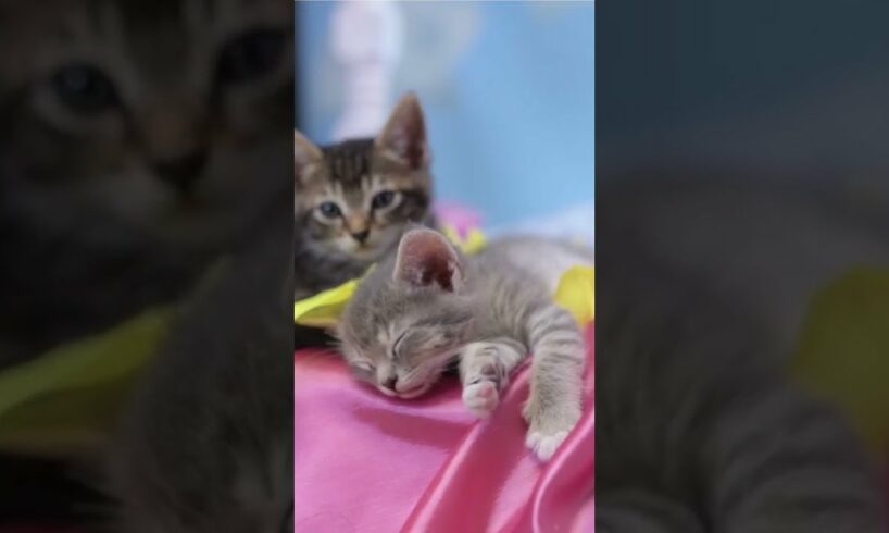 The cutest #kittens for Valentine's Day 🧡