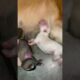 The cutest puppies 🐶 💔💔🫀#dog #animals #shortsvideo #reels#taubatauba