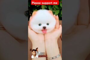 The most  beautiful 🐕 dog 🐶 in the world || cute puppies | please rate this video??