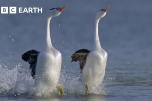 These Birds Can Walk On Water | Earth's Great Seasons | BBC Earth