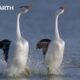 These Birds Can Walk On Water | Earth's Great Seasons | BBC Earth